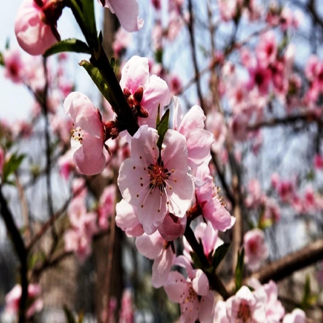 美しい春の花をキャンパスで楽しんでください 대표이미지