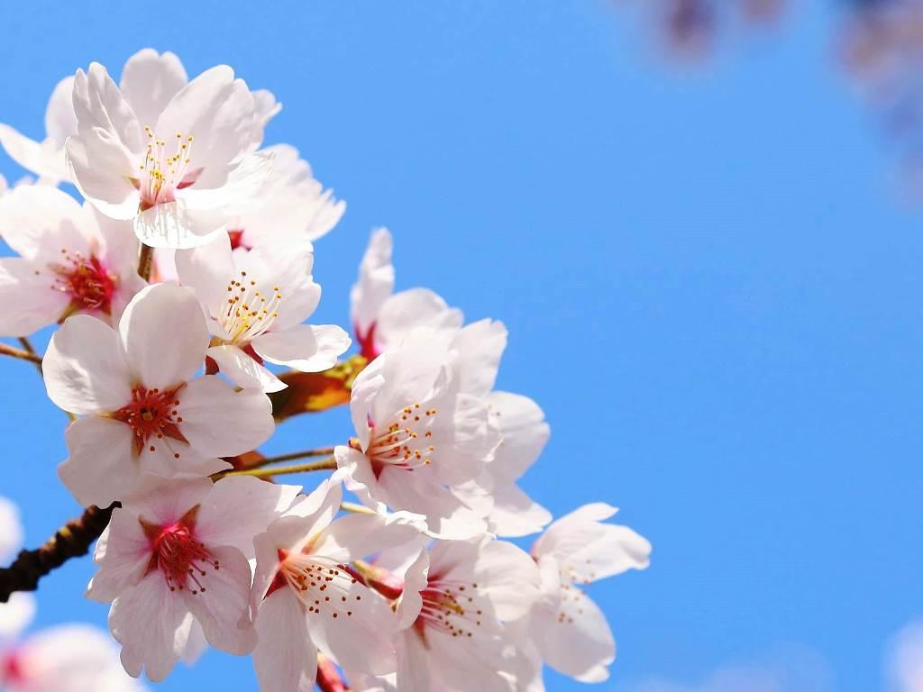 昼と夜に見る桜 대표이미지